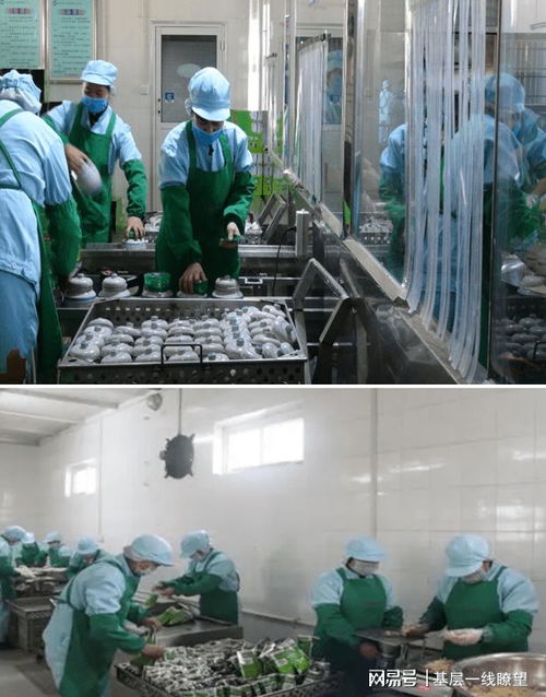 登封小蒼娃 綠色產業賦能，特色農產架起鄉村振興金色橋梁